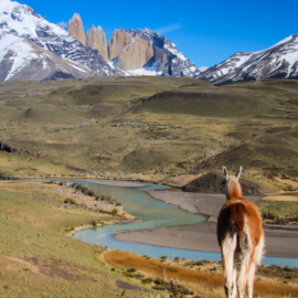 GRANDES SUPERFICIES VISION PATAGONIA